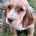 Cocker Spaniel (Working)