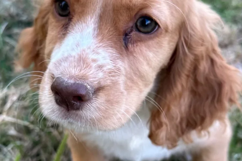 Cocker Spaniel (Working)