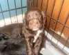 Cocker Spaniel (Working)