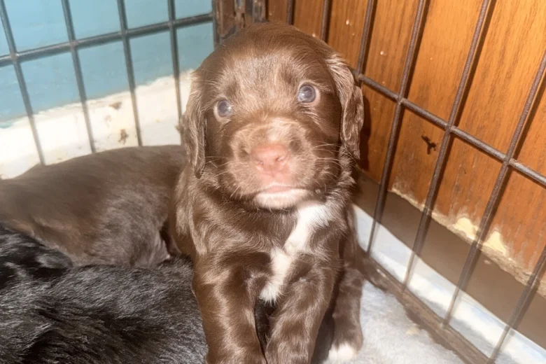 Cocker Spaniel (Working)
