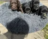 Cocker Spaniel (Working)