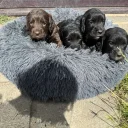 Cocker Spaniel (Working)