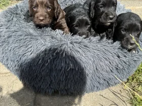 Cocker Spaniel (Working)