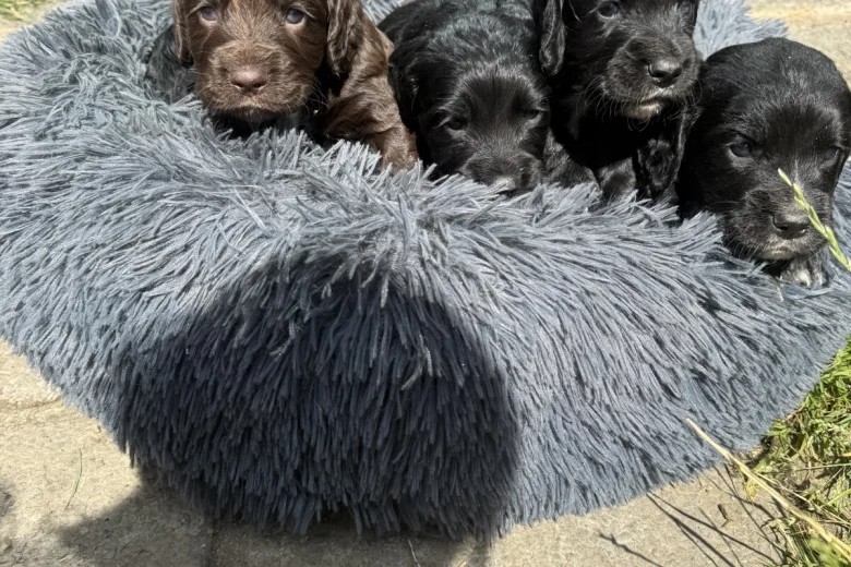 Cocker Spaniel (Working)
