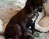 Cocker Spaniel (Working)