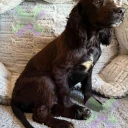 Cocker Spaniel (Working)