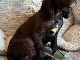 Cocker Spaniel (Working)