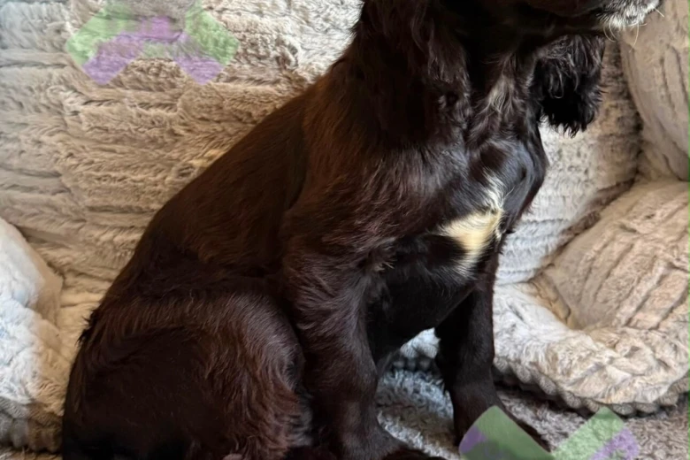 Cocker Spaniel (Working)