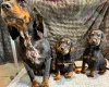 Cocker Spaniel (Working)
