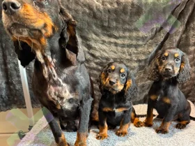 Cocker Spaniel (Working)