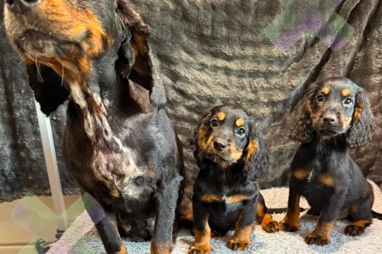 Cocker Spaniel (Working)