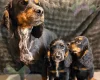Cocker Spaniel (Working)