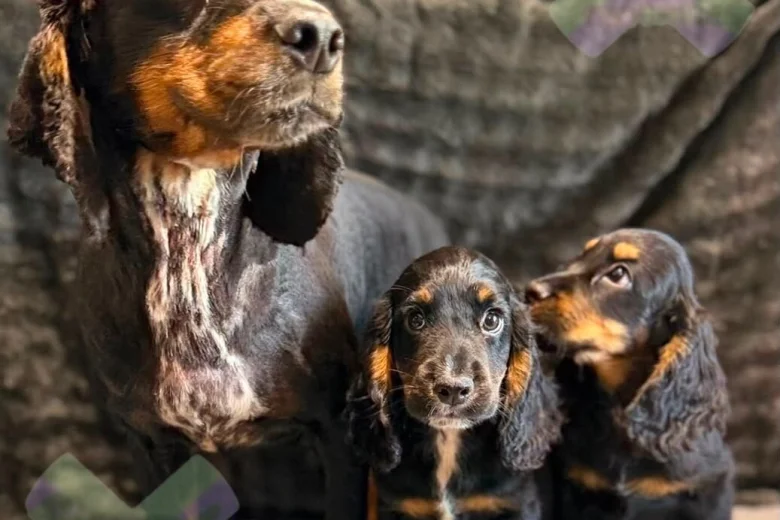 Cocker Spaniel (Working)
