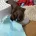 Cocker Spaniel (Working)