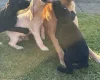 Mixed Breed