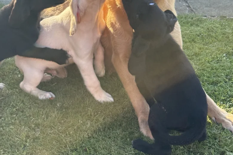 Mixed Breed