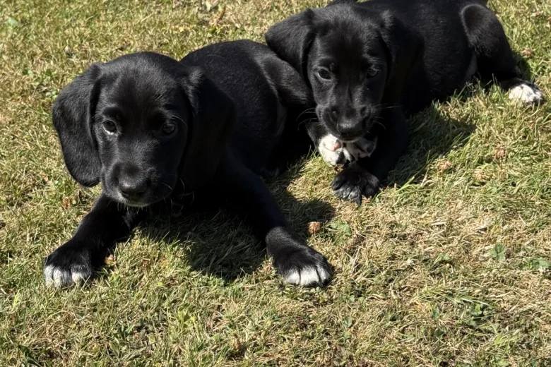 Mixed Breed