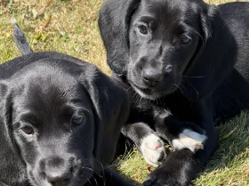 Labrador Retriever