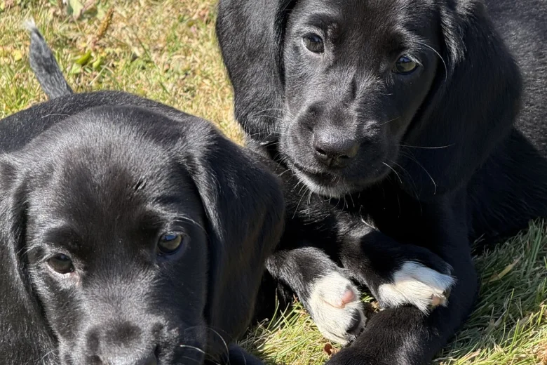 Mixed Breed