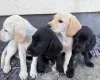 Mixed Breed
