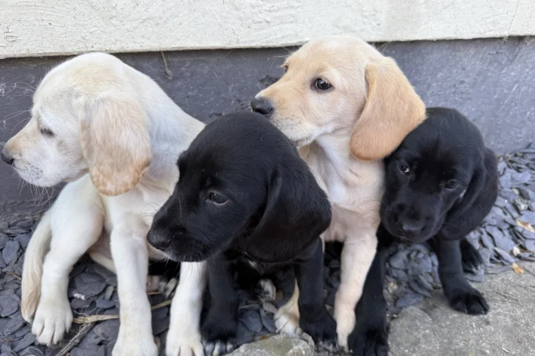 Mixed Breed