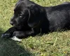 Mixed Breed