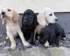Mixed Breed