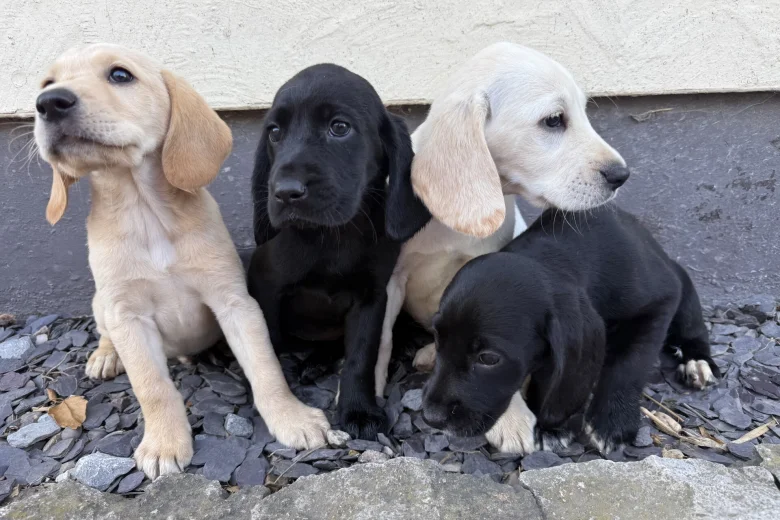 Mixed Breed