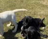 Mixed Breed