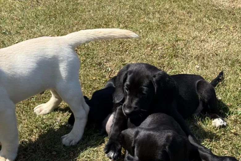 Mixed Breed
