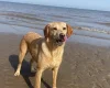 Mixed Breed