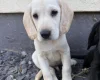 Mixed Breed