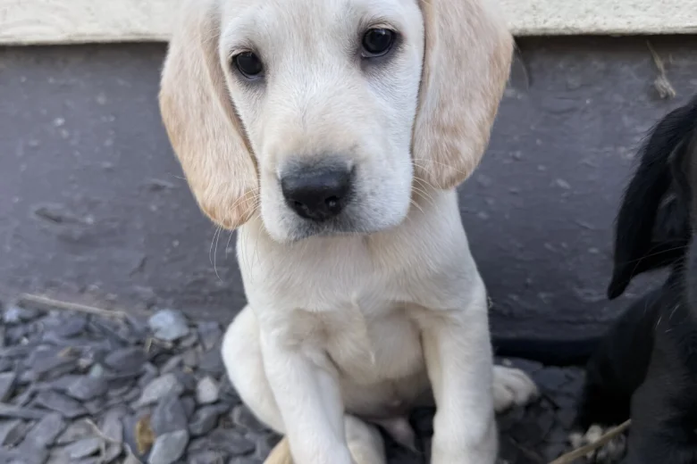 Mixed Breed