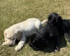 Mixed Breed
