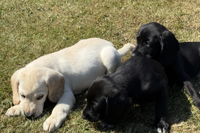 Mixed Breed