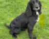 Mixed Breed