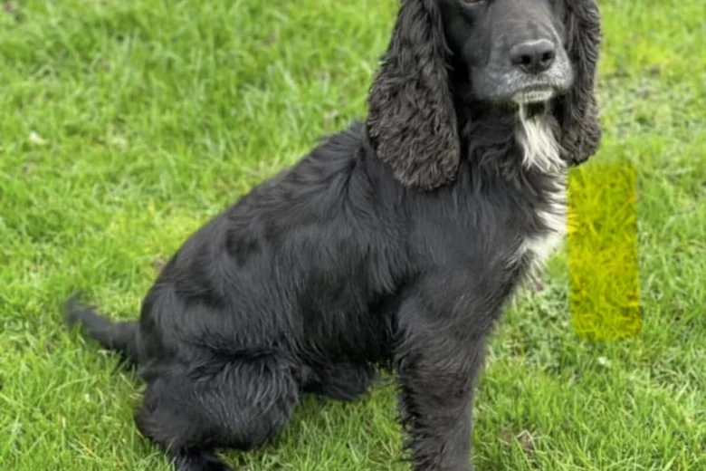 Mixed Breed