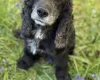 Mixed Breed