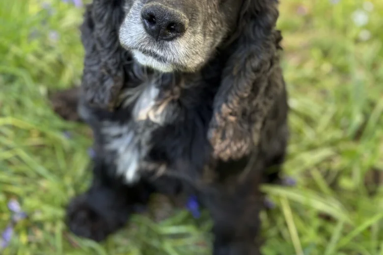 Mixed Breed