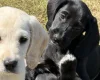Mixed Breed