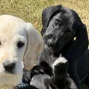 Mixed Breed