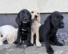Mixed Breed