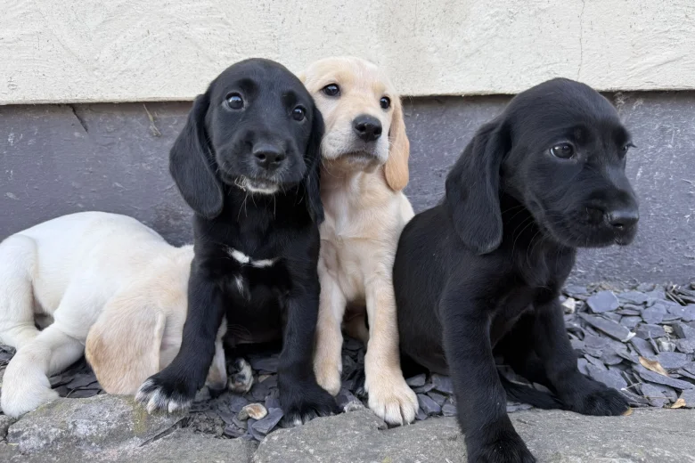 Mixed Breed