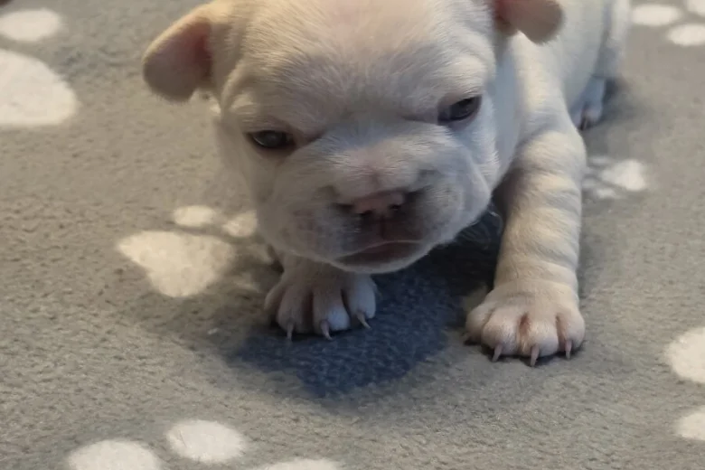 French Bulldog