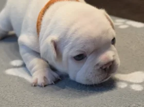French Bulldog