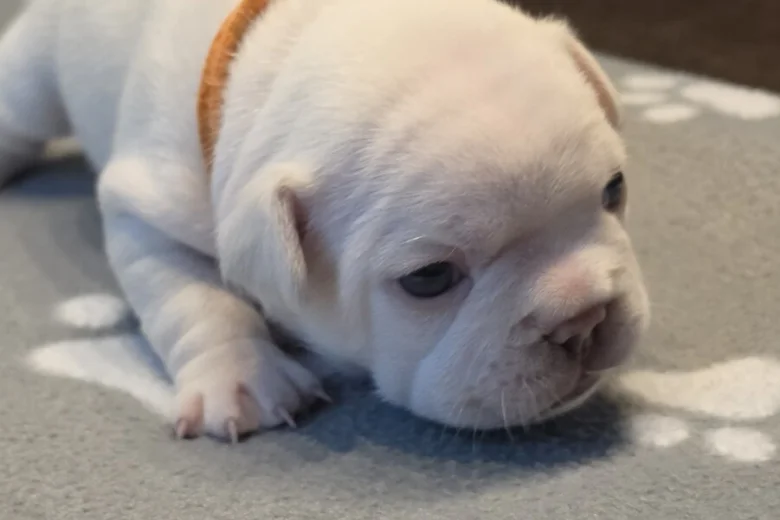 French Bulldog