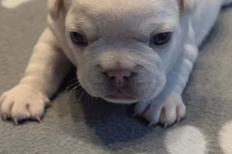 French Bulldog