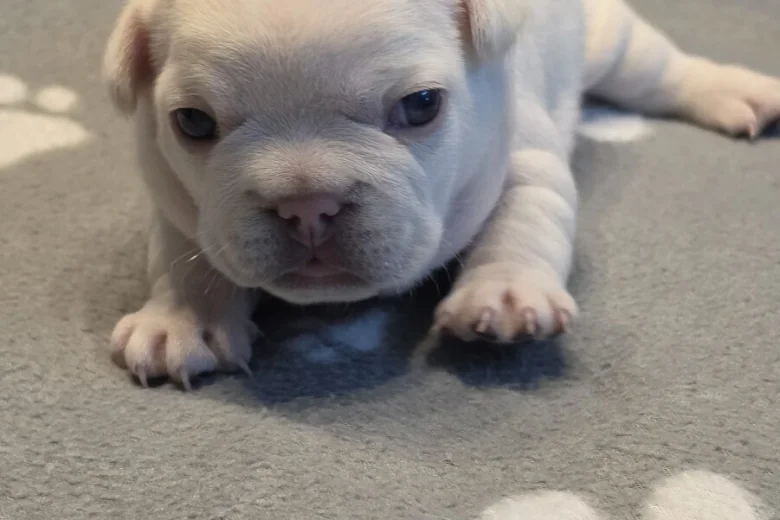 French Bulldog
