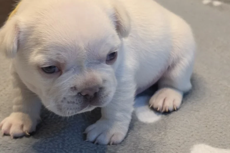 French Bulldog
