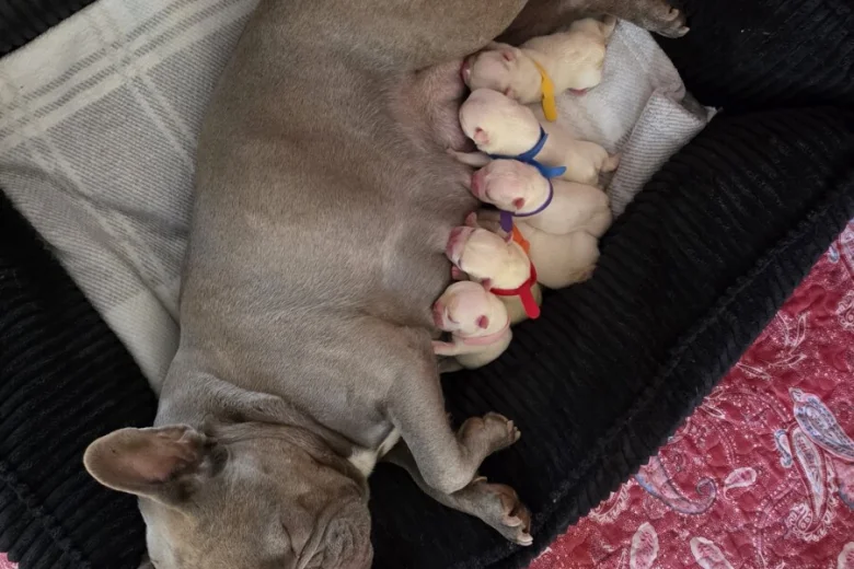 French Bulldog